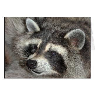 Blossom, Racoon Matriarch at WBY.
