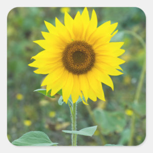 Blossom Sunflower Wildflowers Square Sticker