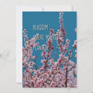 BLOSSOM WHERE PLANTED   Christian Encouragement