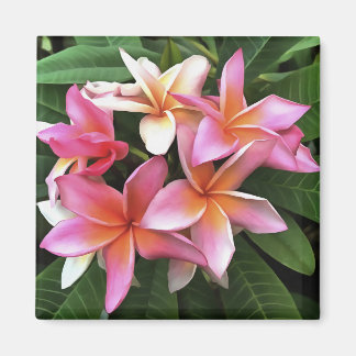 Blossom Wreath Of Pale Pink Frangipani Magnet