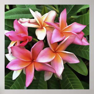 Blossom Wreath Of Pale Pink Frangipani Poster