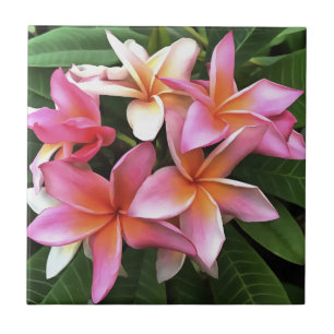 Blossom Wreath Of Pale Pink Frangipani Tile