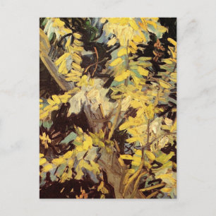 Blossoming Acacia Branches by Vincent van Gogh Postcard