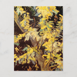 Blossoming Acacia Branches, Vincent van Gogh Postcard