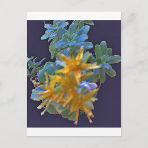 Blossoming Aeonium Postcard