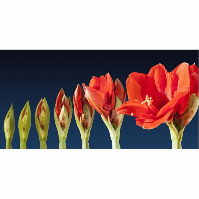 Blossoming Amaryllis Flower Standing Photo Sculpture (Front)