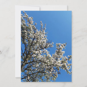 Blossoming Apple Tree Spring Photo Blank Card