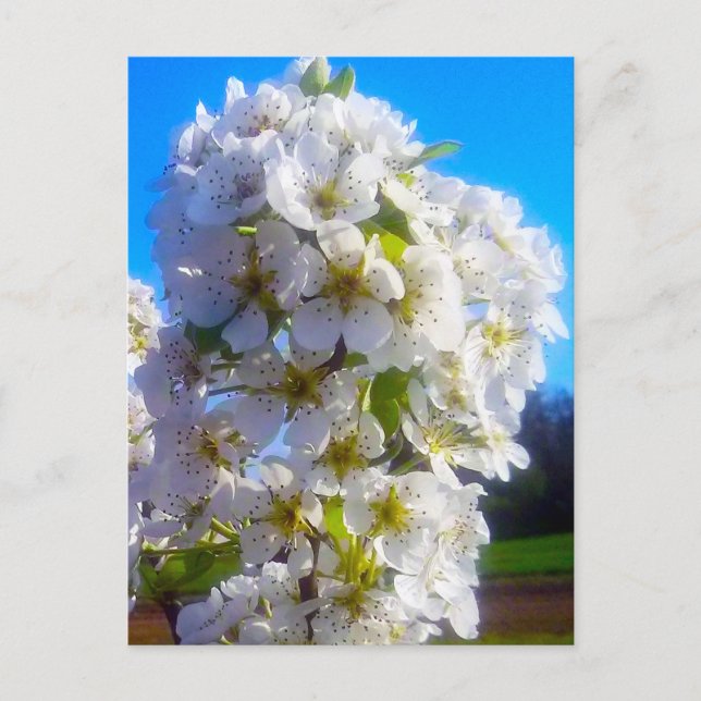  Blossoming branch of a pear   Holiday Postcard (Front)