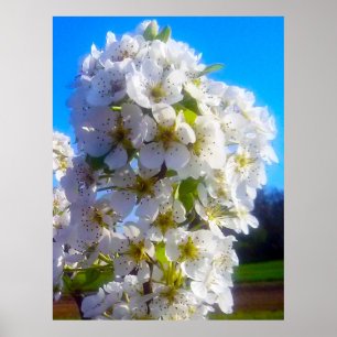 Blossoming branch of a pear Poster