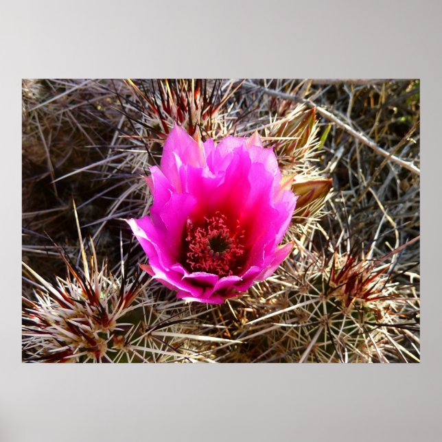 Blossoming Cactus (Prickly Pear) Wildflower Poster (Front)