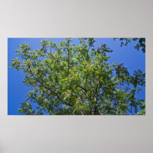 Blossoming China Berry Tree Poster