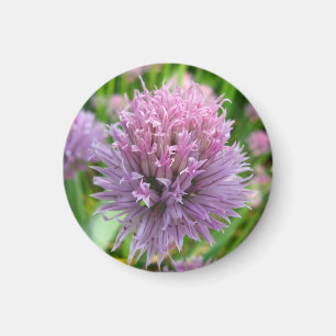 Blossoming Chives Magnet