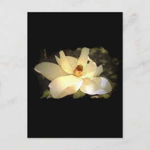 Blossoming Magnolia Postcard