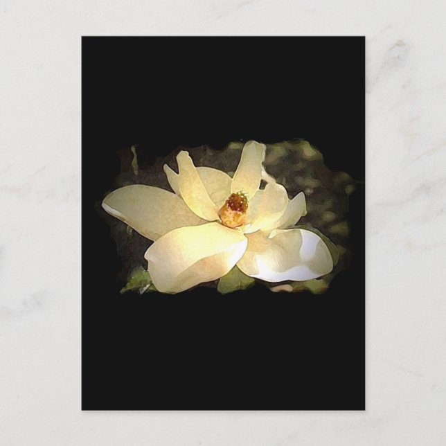 Blossoming Magnolia Postcard (Front)