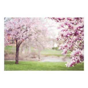 Blossoming Magnolia Trees Photo Print
