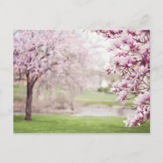 Blossoming Magnolia Trees Postcard