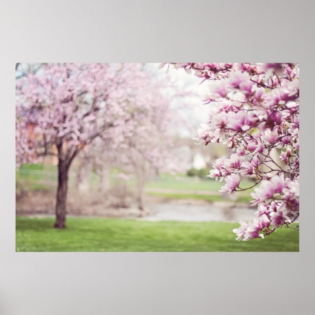Blossoming Magnolia Trees Poster (Front)