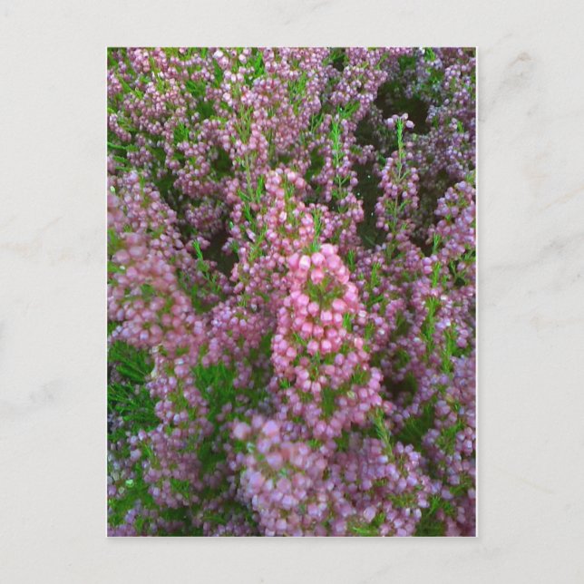 Blossoming Moorland Postcard (Front)