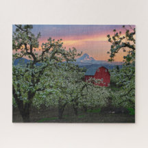 Blossoming Pear Orchard with Barn near Mount Hood