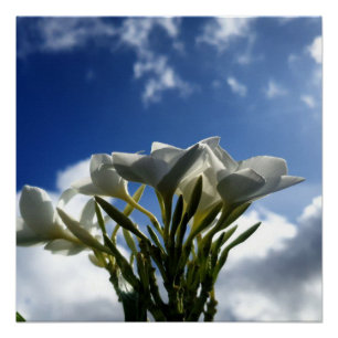 Blossoming Plumeria Against a Radiant Sky Poster