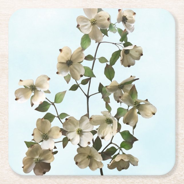 Blossoming White Dogwood Flowers Square Paper Coaster (Front)