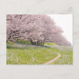 Blossoming Yoshino cherry trees in a field of Postcard