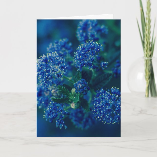 Blossoms Card (Front)