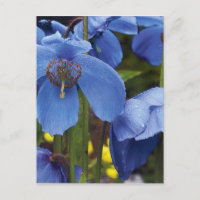 blossoms flora flowers petals garden vines