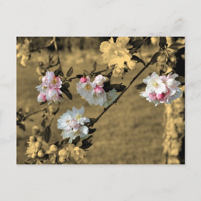 Blossoms On Sepia Flower Postcard (Front)