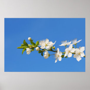 blossoms poster