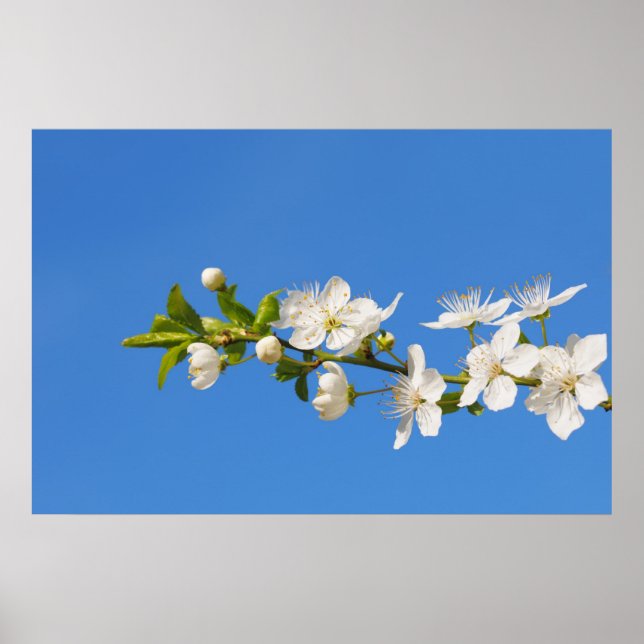blossoms poster (Front)