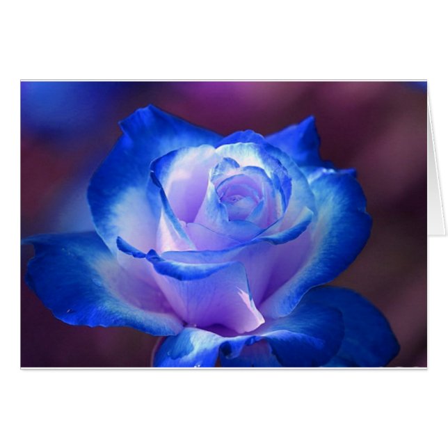 blossoms vines petal rose flowers flower blue love (Front Horizontal)