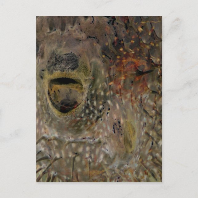 Blowfish Incident Postcard (Front)