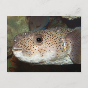 Blowfish Postcard