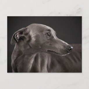 Blu Postcard