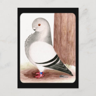 Blue African Owl Pigeon Postcard