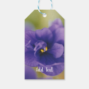 Blue African Violet Saintpaulia Gift Tags