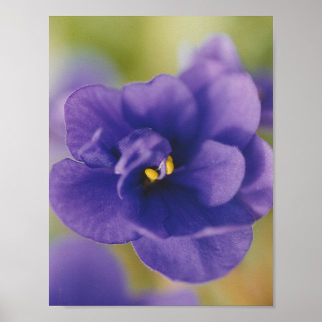 Blue African Violet Saintpaulia Poster (Front)