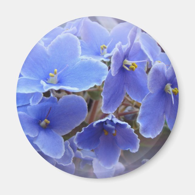 Blue African Violets Magnet (Front)