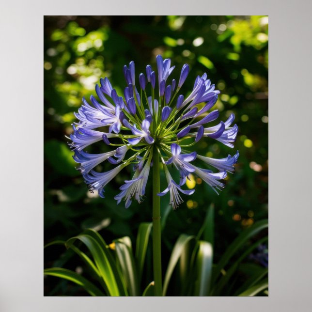 Blue Agapanthus Flowers Poster (Front)