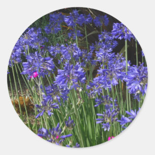 Blue Agapanthus Flowers Sticker