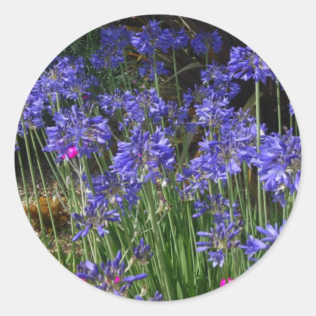 Blue Agapanthus Flowers Sticker (Front)