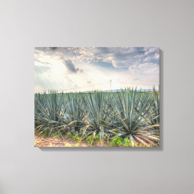 Blue Agave Canvas Print (Front)