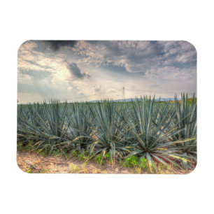Blue Agave Magnet