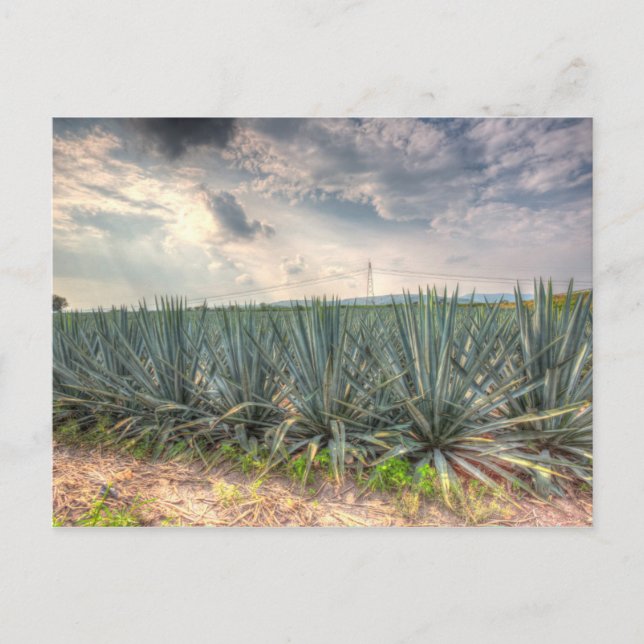 Blue Agave Postcard (Front)