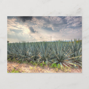 Blue Agave Postcard