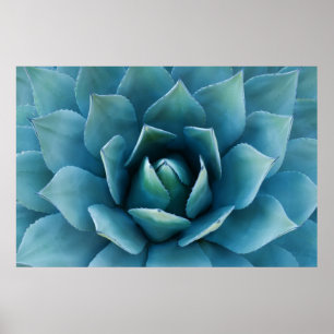 Blue Agave Poster