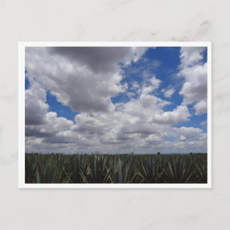 Blue Agave Tequila Paradise in Jalisco, Mexico Postcard