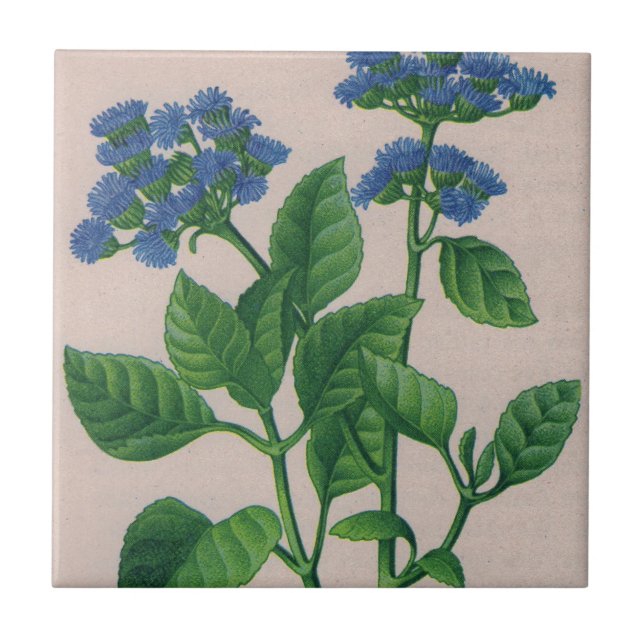 blue ageratum tile (Front)