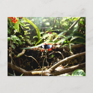 Blue and Black Butterfly Postcard